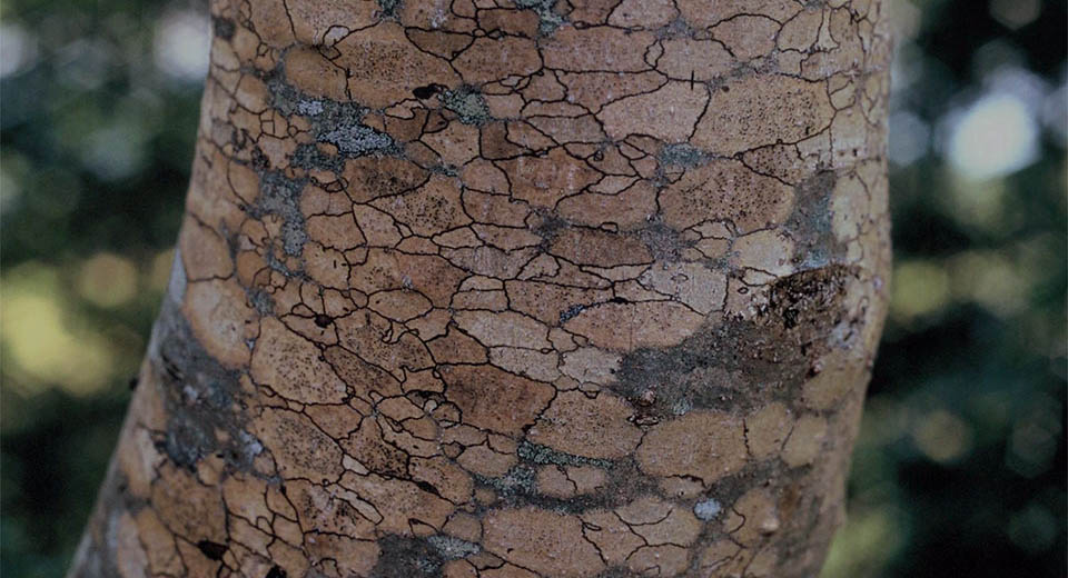 Picture of a tree trunk