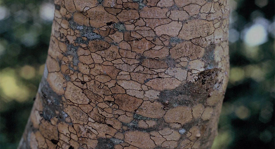 oliver-video-still2 Picture of a tree trunk