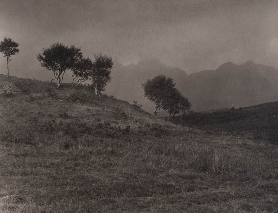 takeshi-shikama-torrin-2013 Picture of trees
